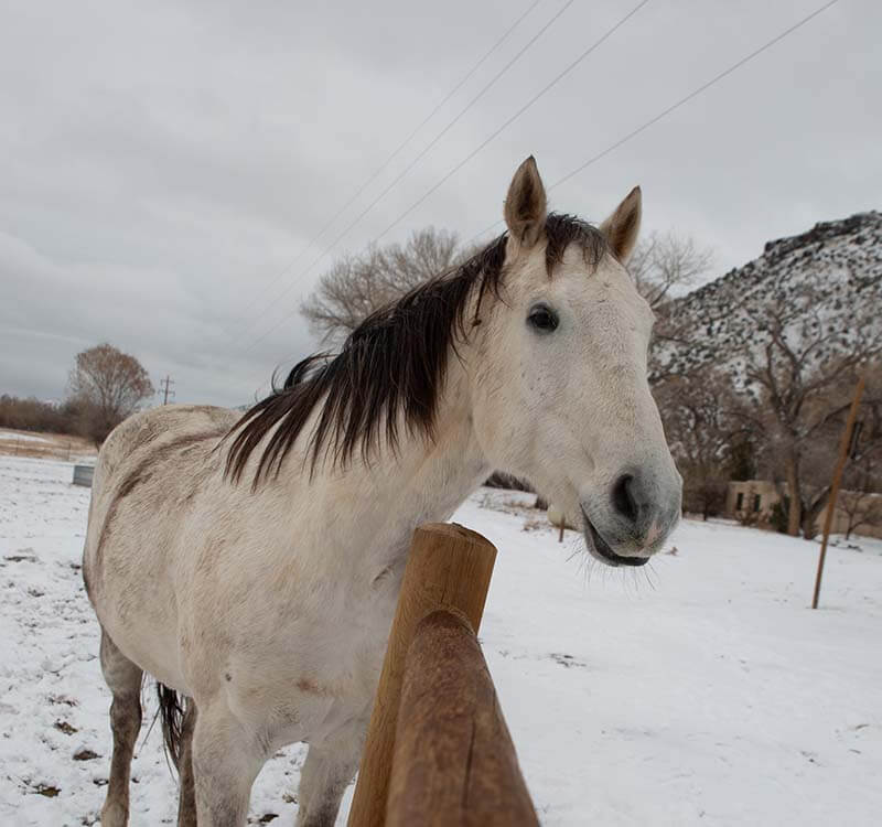 horse-riding-12